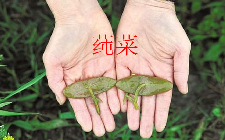 莼菜怎么讀？莼菜是哪里的特產(chǎn)