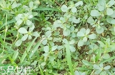 瓜子菜可以生吃嗎?瓜子菜能直接吃嗎?