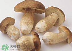 美味牛肝菌多少錢一斤？一斤牛肝菌多少錢？