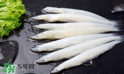 面條魚是什么魚？面條魚是海水魚嗎