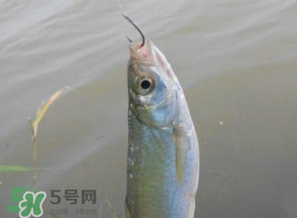 白條魚怎么釣？如何釣白條魚技巧