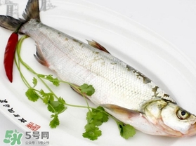 白條魚怎么釣？如何釣白條魚技巧