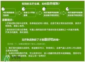 貴妃芒果硬的能吃嗎？貴妃芒果青的能吃嗎