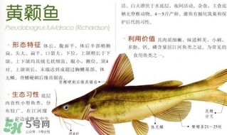 黃顙魚不能和什么一起吃？黃顙魚不能與什么同吃？