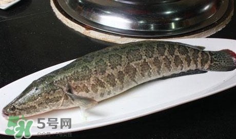 黑魚怎么做湯好喝？黑魚怎么做下奶？