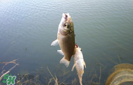 立夏好釣魚嗎？立夏怎么釣魚？