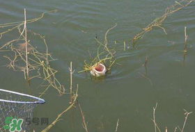 立夏好釣魚嗎？立夏怎么釣魚？