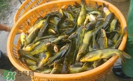 黃顙魚不能和什么一起吃？黃顙魚不能與什么同吃？