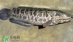 生魚是什么魚？生魚片是什么魚