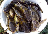 嘎魚(yú)是鯰魚(yú)嗎？嘎魚(yú)是黃辣丁嗎