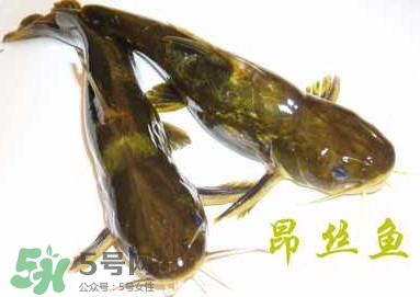 黃顙魚不能和什么一起吃？黃顙魚不能與什么同吃？