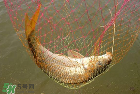 立夏怎么釣鯉魚？立夏釣鯉魚用什么餌料？