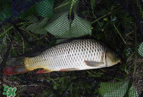 立夏怎么釣鯉魚？立夏釣鯉魚用什么餌料？