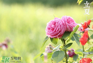 立夏開什么花？立夏有什么花？