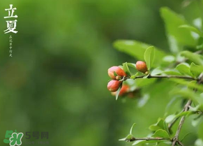 立夏要注意什么？立夏養(yǎng)生禁忌