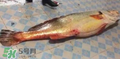 天價魚賣出347萬 金錢鳘為什么這么貴？