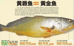 黃唇魚是黃花魚嗎？黃唇魚是黃魚嗎？