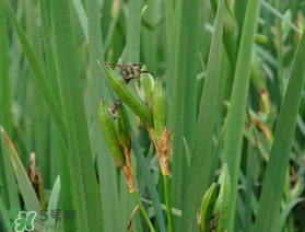 端午節(jié)為什么要掛菖蒲？端午節(jié)掛菖蒲的好處