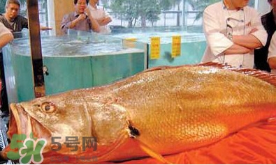 黃唇魚可以買賣嗎？黃唇魚買賣違法嗎？