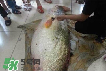 金錢鳘是什么魚？金錢鳘是淡水魚嗎？