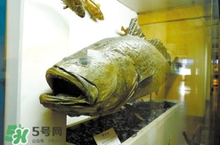 金錢鳘是什么魚？金錢鳘是淡水魚嗎？