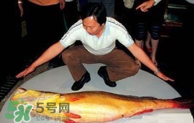 黃唇魚為什么不能養(yǎng)殖？ 黃唇魚淡水能養(yǎng)殖嗎