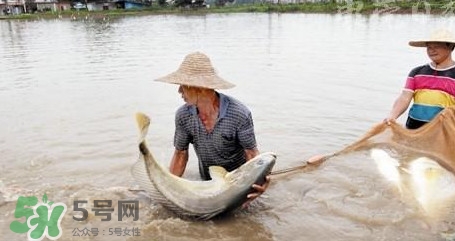 金錢鳘是哪里原產(chǎn)的？金錢鳘的產(chǎn)地在哪里