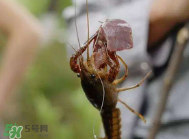 什么時候釣龍蝦最好？龍蝦幾月份能釣？