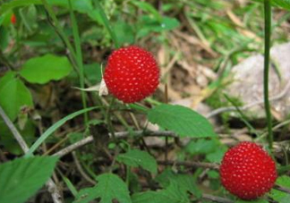 野草莓怎么吃？野草莓怎么清洗