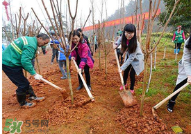 五月份能種樹(shù)嗎？五月份種樹(shù)能活嗎？