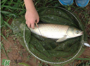 五月份能釣草魚嗎？五月份釣草魚用什么餌料？