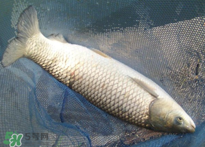 5月份怎么釣草魚？五月份怎么釣草魚？