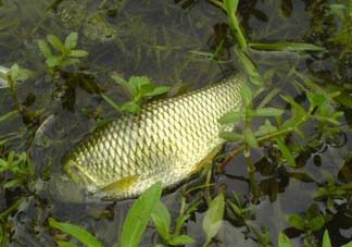 五月份能釣草魚嗎？五月份釣草魚用什么餌料？