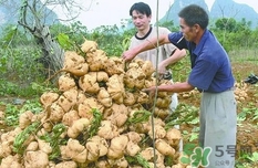 生吃土瓜有什么好處？土瓜生吃的功效與作用