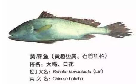 黃唇魚怎么做？黃唇魚怎么保存