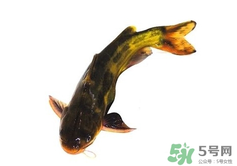 黃顙魚有毒嗎？黃顙魚的營養(yǎng)價值