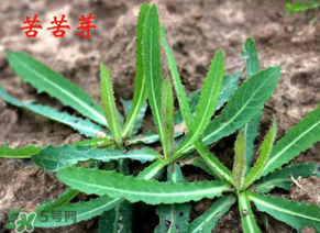 苦苦菜怎么腌制？怎樣腌制苦苦菜？