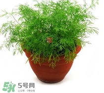 茴香菜什么時(shí)候種？茴香菜什么季節(jié)吃