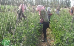 黑番茄怎么種植？黑番茄種植技術