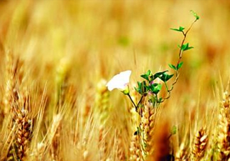 2017年芒種是幾月幾日？芒種是什么意思