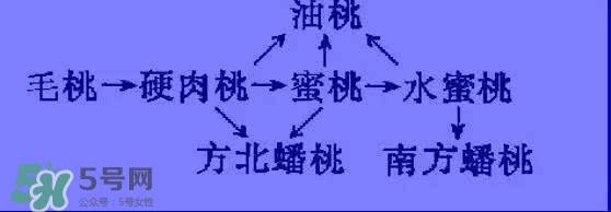 沒有毛的桃子叫什么？桃子毛為什么會癢？