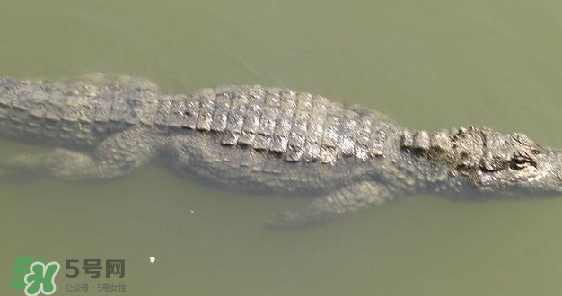 鱷魚(yú)是魚(yú)嗎？鱷魚(yú)是浮在水面上嗎？