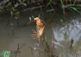 釣龍蝦用什么肉？釣龍蝦用什么肉是最厲害的？