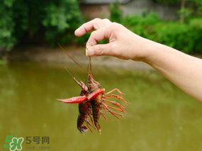 釣龍蝦用什么肉？釣龍蝦用什么肉是最厲害的？