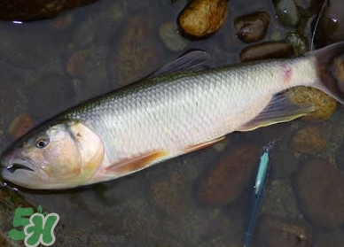 馬口魚多少錢一斤2017？野生馬口魚多少錢一斤？