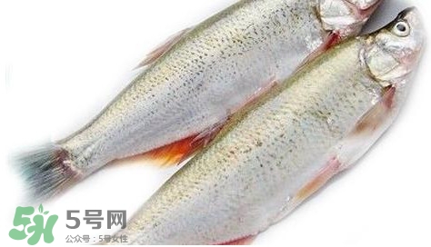 白條魚能長多大？白條魚可以長多大？