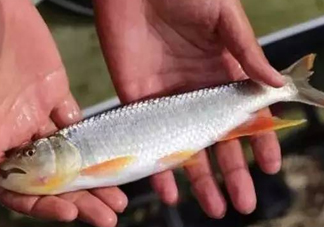 馬口魚能長多大？馬口魚最大能長多長？