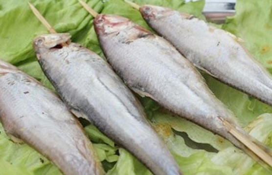 釣馬口魚(yú)用什么餌料？釣馬口魚(yú)用什么打窩？