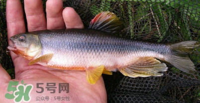 馬口魚多少錢一斤2017？野生馬口魚多少錢一斤？