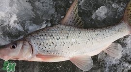 釣翹嘴魚用什么餌料好？翹嘴魚什么時候好釣